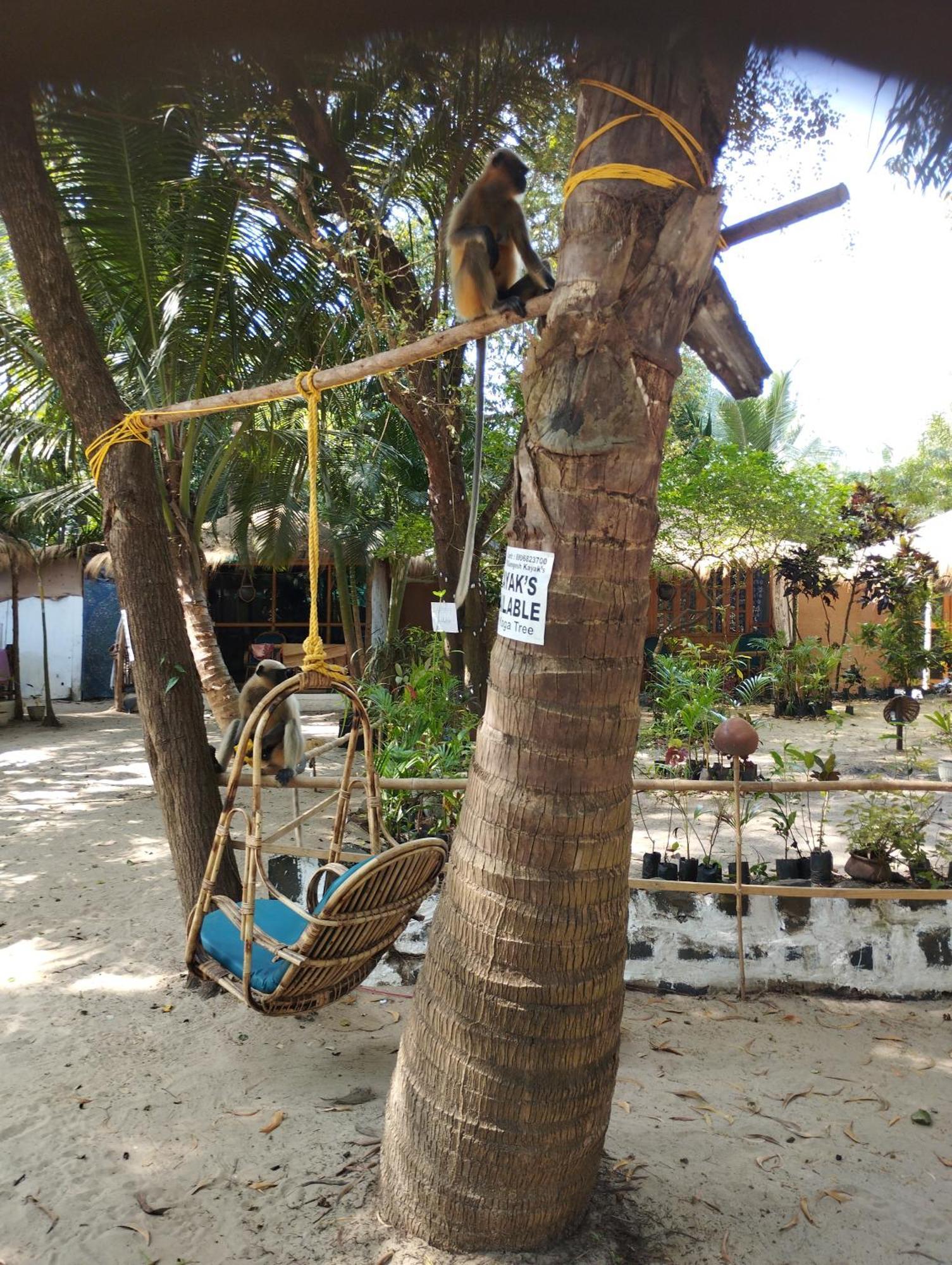 Ruban Yoga * Palolem